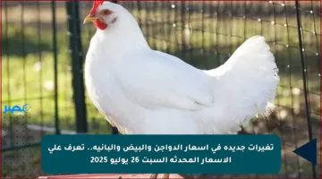 تغيرات جديدة في أسعار الدواجن والبيض والبانيه.. تعرف على الأسعار المحدثة السبت 26 يوليو 2025